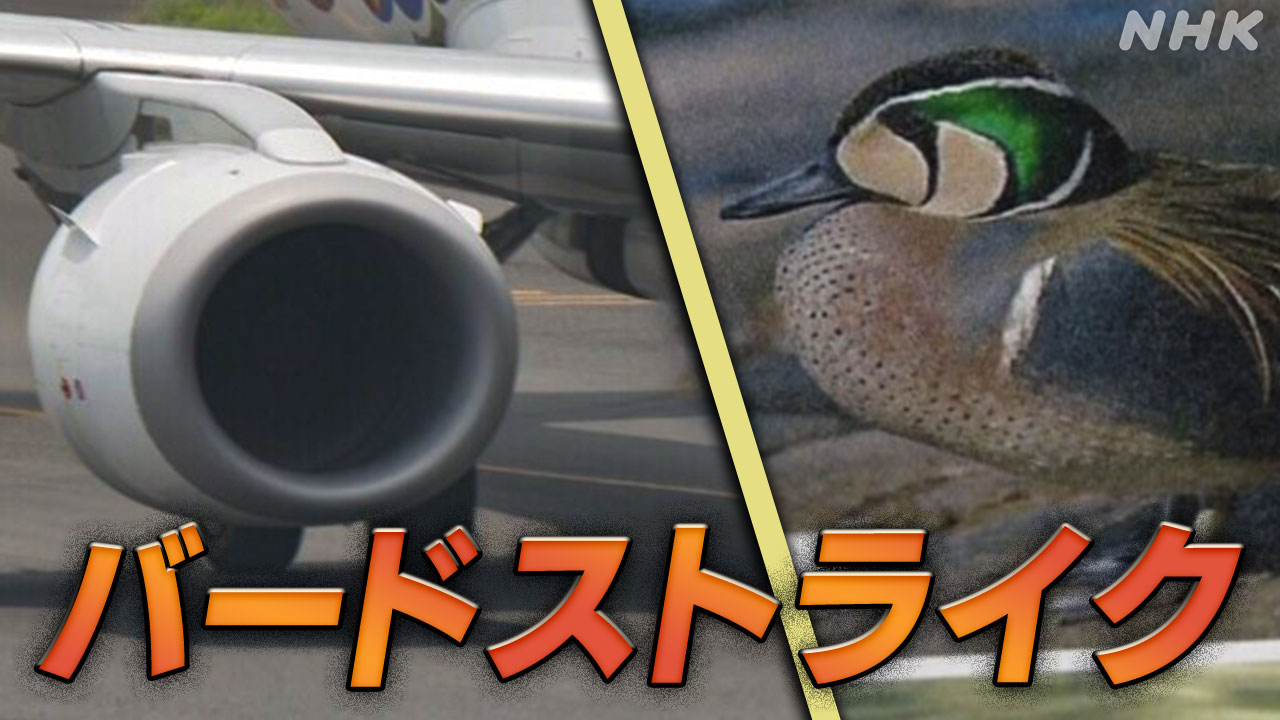 航空機バードストライク-“最も危険な鳥のひとつ”国内で急増-|-nhk