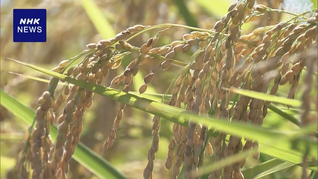 コメ収穫量調査-農水省-人工衛星データなど活用の事業者募集-|-nhk