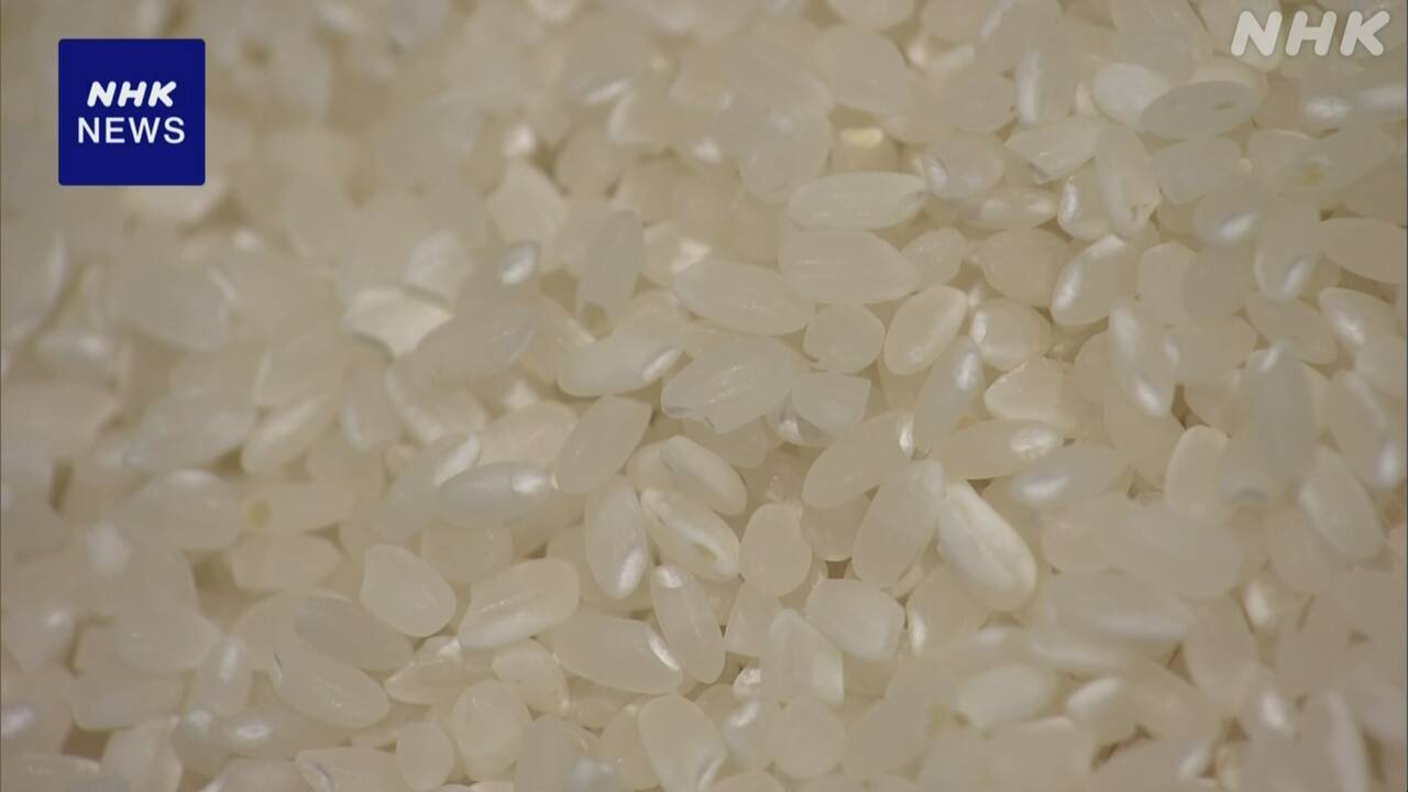 主食用米の需要見通し-公表見送りで調整-農水省-例年7月まとめ-|-nhk