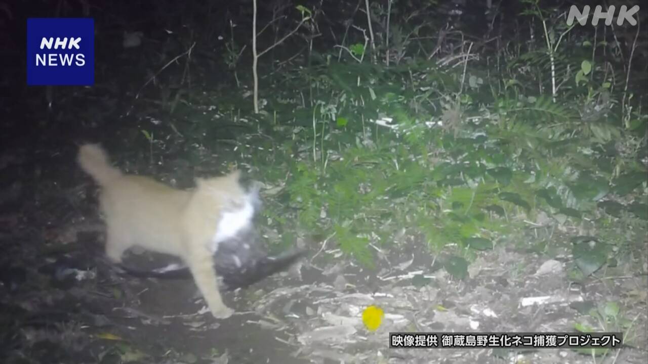 離島で野生化したネコ-渡り鳥約3万5000羽捕食か-生態系に影響-|-nhk