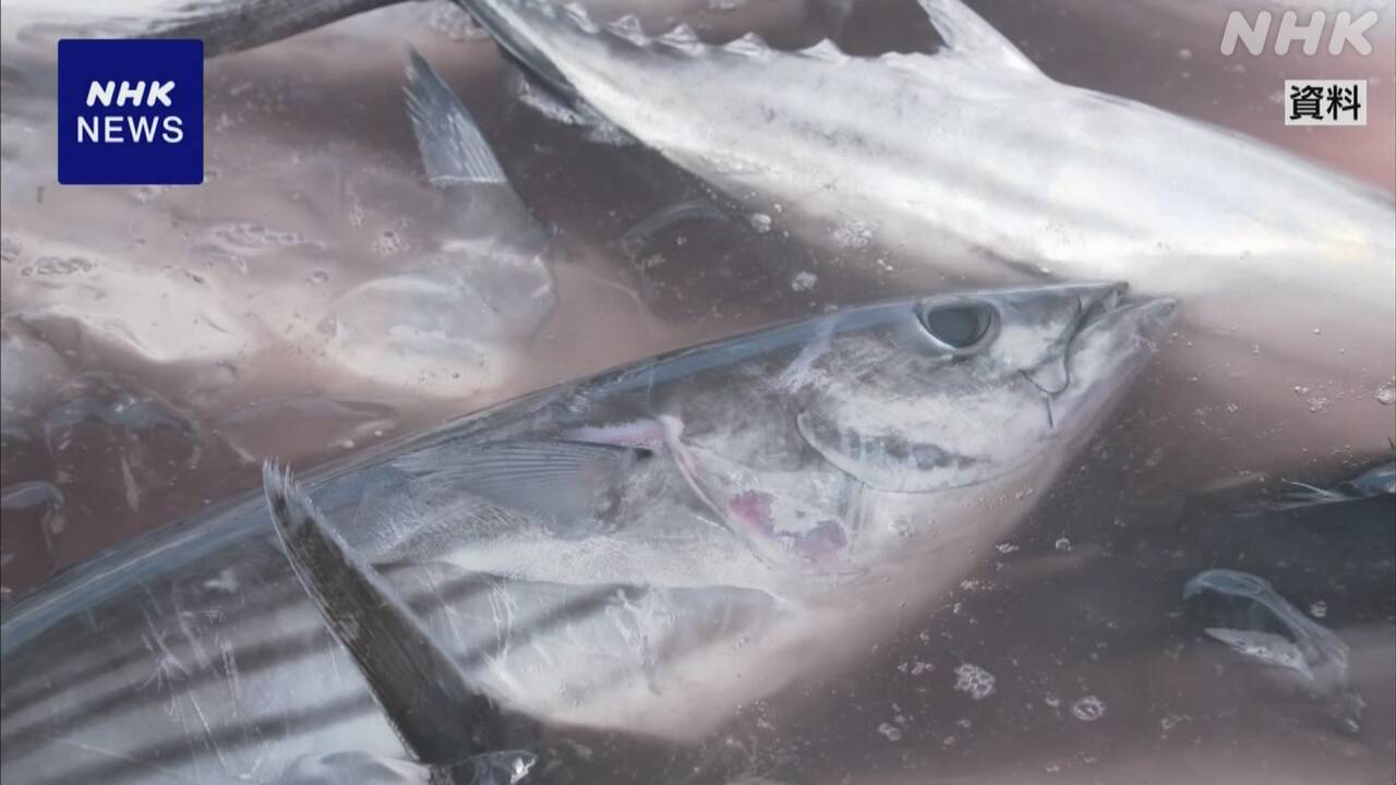 カツオの平均卸売価格-6月として過去最高-高値続くか-|-nhk