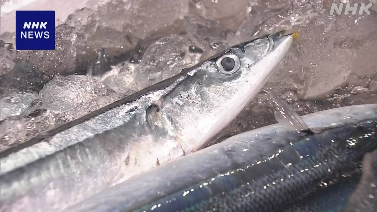 北海道-釧路-サンマの競り-1キロ25万円-過去最高額-|-nhk