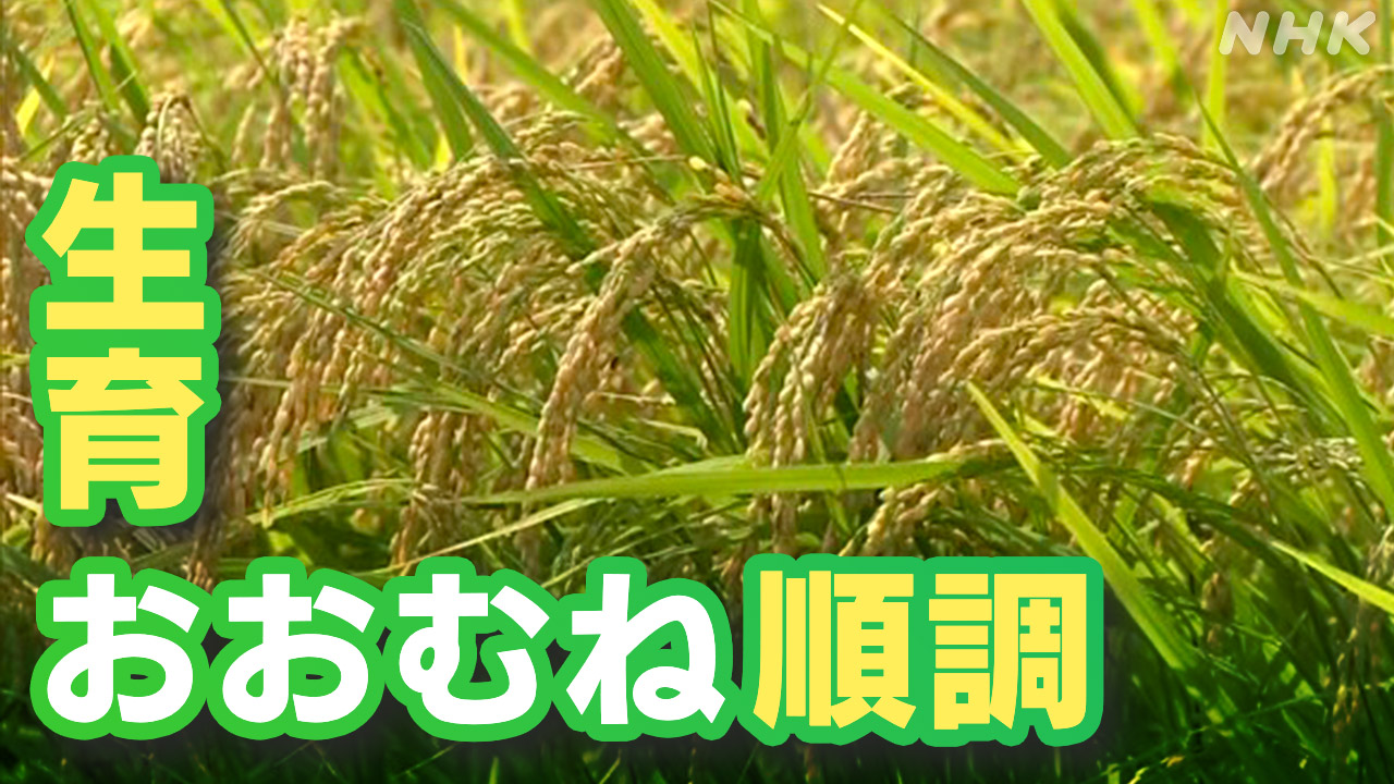 |-nhk