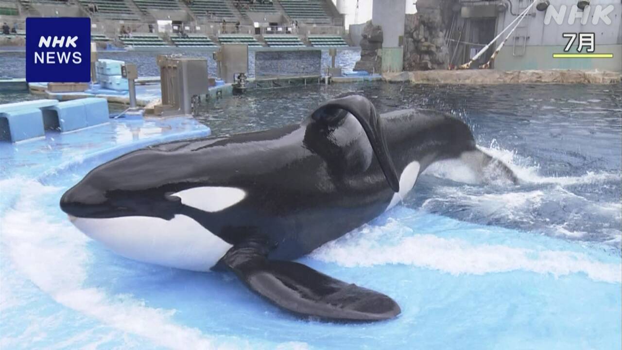 国内唯一のオスのシャチ死ぬ-名古屋の水族館で飼育-|-nhk