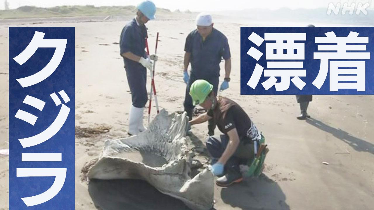 海岸に打ち上げられたクジラ4頭を研究機関が調査-生態系確認へ-|-nhk