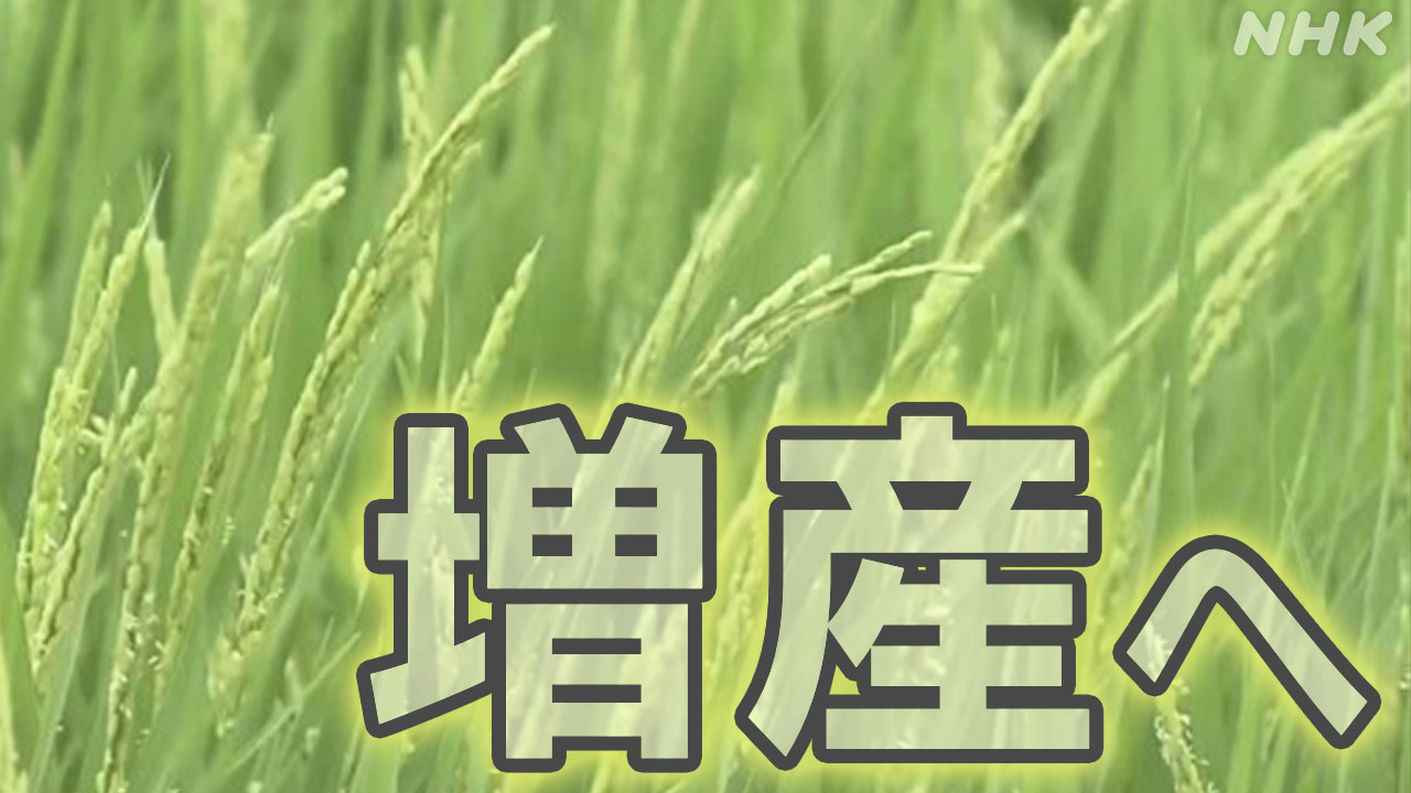 石破首相-コメ増産にかじを切る方針表明-輸出拡大に全力-|-nhk