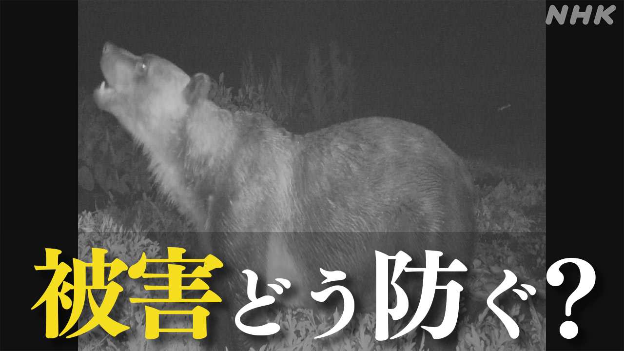 qa-|-nhk
