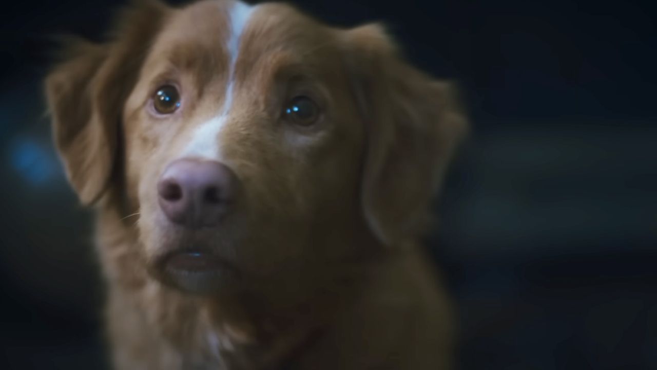 犬が死ぬかどうかを心配している新しいバイラルホラー映画は、良いニュースを得ただけです