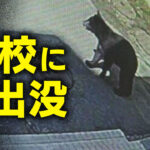 qa-|-nhk
