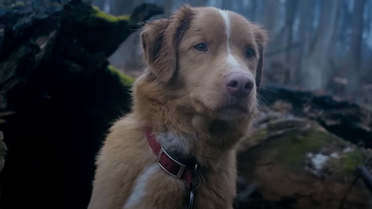 『グッド・ボーイ』の犬はオスカー候補に選ばれることを望んでいる、