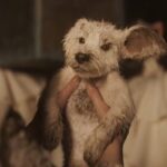 『スーパーガール』にベイビー・クリプトが登場、ファンは大興奮