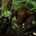 プロジェクトヘイルメアリー